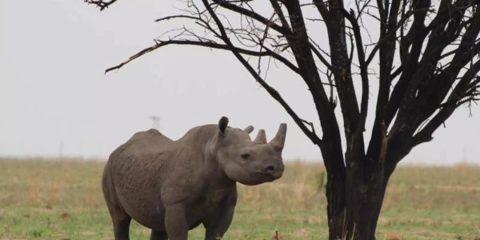 Ein Breitmaulnashorn auf dem Gebiet einer privaten Nashornaufzucht in Südafrikas Nordwest-Provinz. (Symbolbild) Nashorn Breitmaul