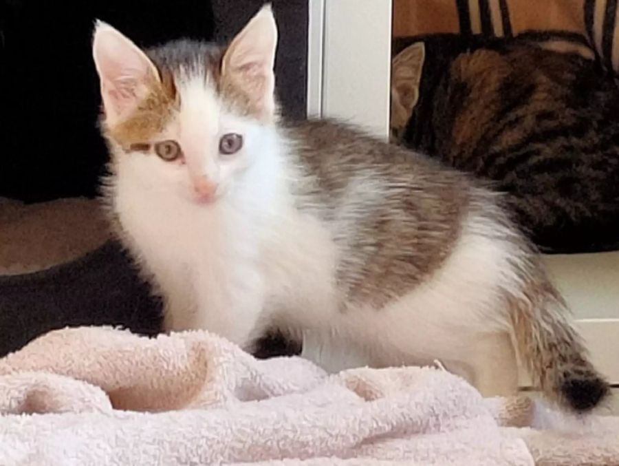 Tier des Monats Tierheim Strubeli
