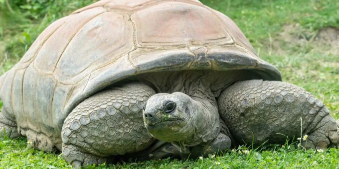 Eine Riesenschildkröte beisst auf den Seychellen einem Vogel in den Kopf. (Archivbild) Riesenschildkröte