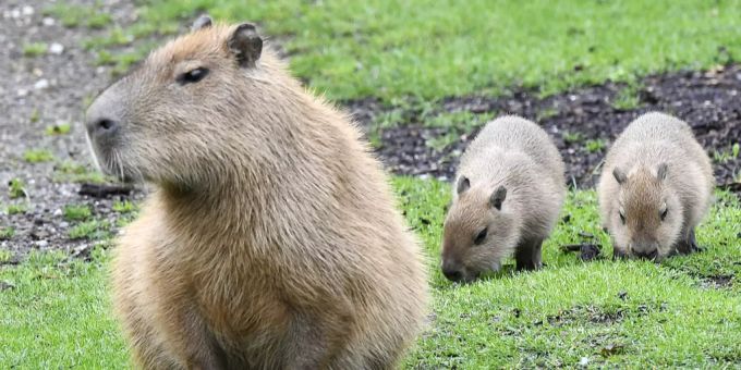 EIn Capybara mit zwei Jungen. Capybara