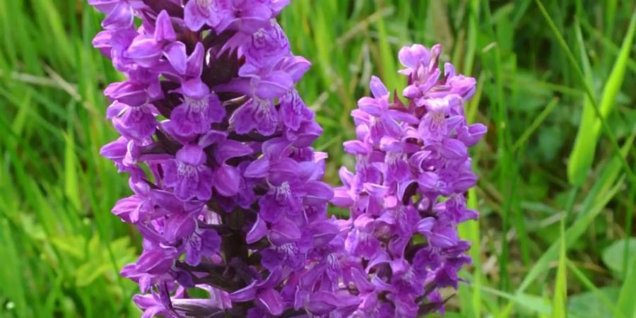 Breitblättriges Knabenkraut (Dactylorhiza majalis). Foto: Jutta Haas/AHO-Hessen e.V./dpa