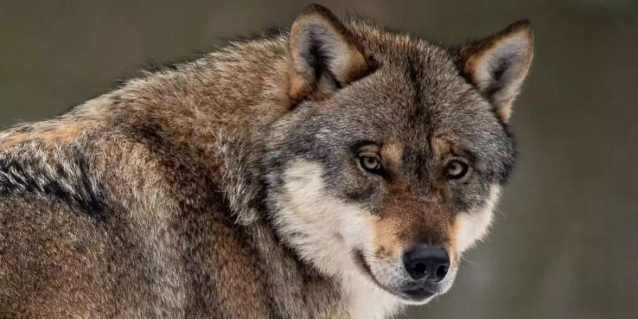 Ein Wolf in einem Gehege im Wildpark Neuhaus. Foto: Swen Pförtner/dpa