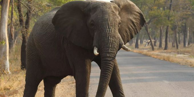 Ein afrikanischer Elefant überquert eine Strasse. Die andauernde Dürre hat zum Tod dutzender Elefanten geführt. Ranger haben begonnen, Wasser aus Bohrlöchern zu pumpen. Es reiche allerdings nicht für alle Dickhäuter. Foto: Tsvangirayi Mukwazhi/AP/dpa +++ dpa-Bildfunk +++ Elefant