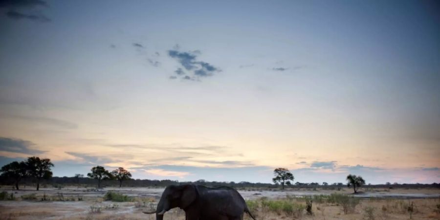 Ein Elefant im Hwange-Nationalpark in Simbabwe