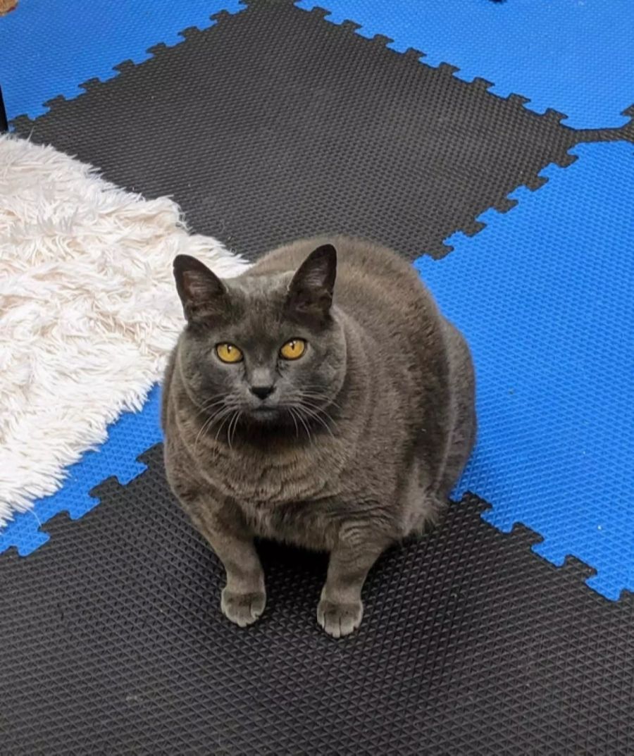 Die übergewichtige Katze Cinderblock