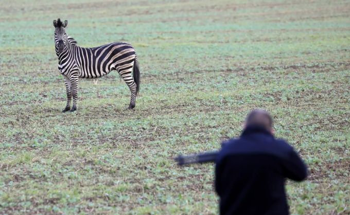 Das ausgerissenes Zirkus-Zebra steht auf einem Acker, während ein Mann mit einem Betäubungsgewehr versucht, sich ihm zu nähern. Zebra
