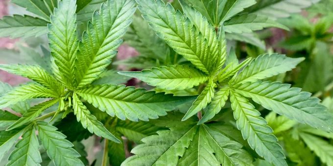 Die Blätter einer Cannabis-Pflanze. (Symbolbild) Cannabisanbau Aurora cannabis