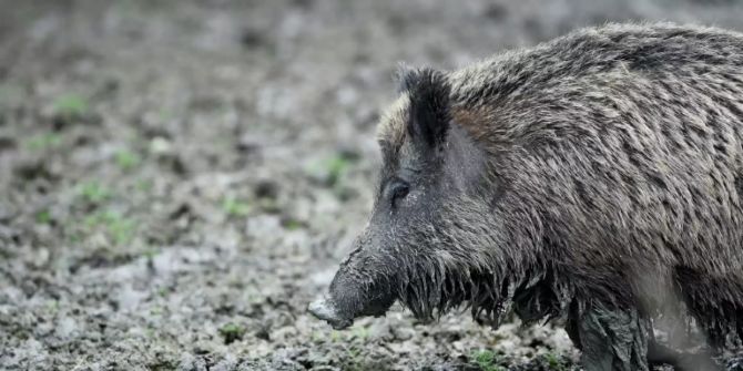 Wildschwein