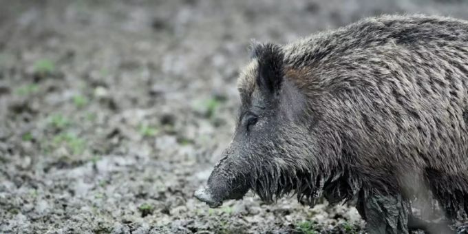 Die Afrikanische Schweinepest ist für Haus- und Wildschweine tödlich Wildschwein