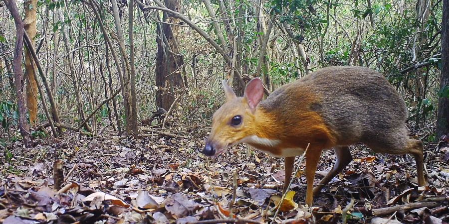 Vietnam-Kantschil wiederentdeckt