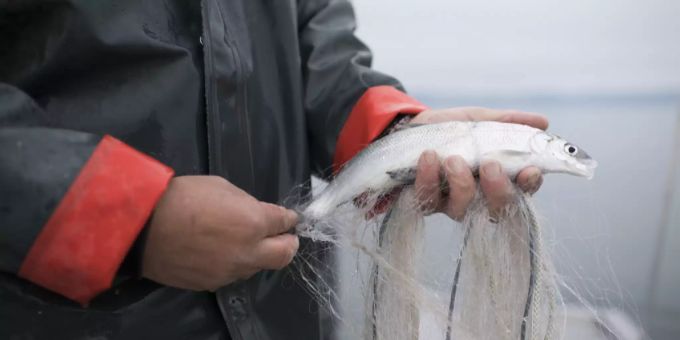 Unter anderem bei Fischern auf dem Genfersee zappeln keine Felchen mehr im Netz. Biodiversität