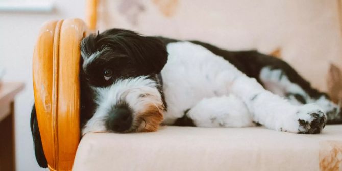 Hund auf Sofa