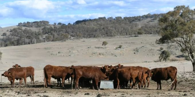 Vieh im australischen Outback Vieh im australischen Outback