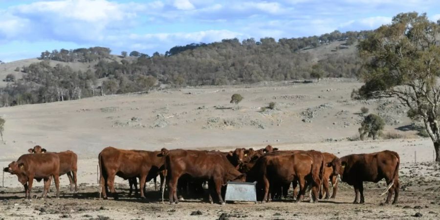 Vieh im australischen Outback