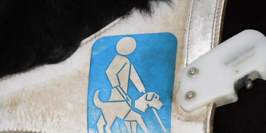 Blindenhund Arztpraxis