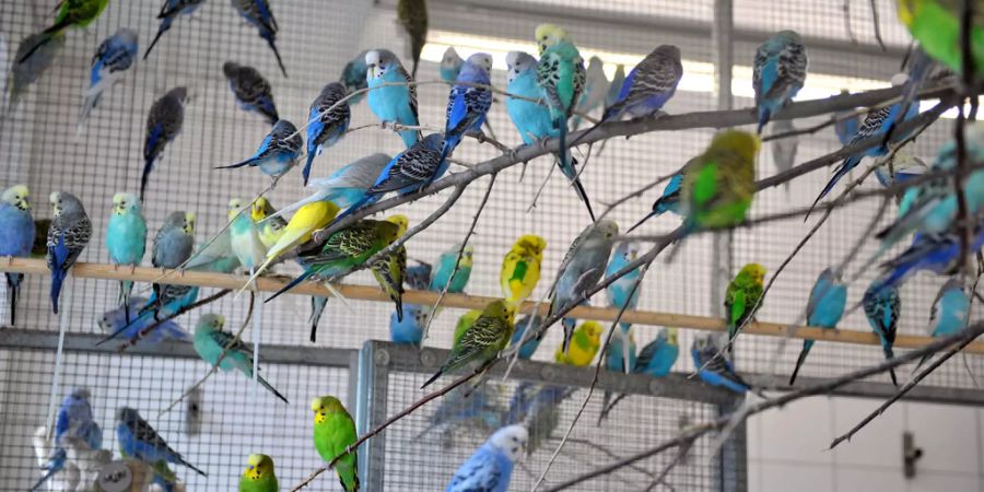 animal hoarding