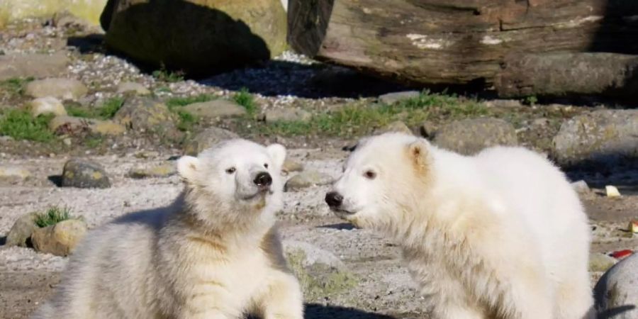 Elsa und Anna heissen die putzigen Eisbär-Zwillinge. Foto: Bernd Ohlthaver/Zoo am Meer Bremerhaven/dpa