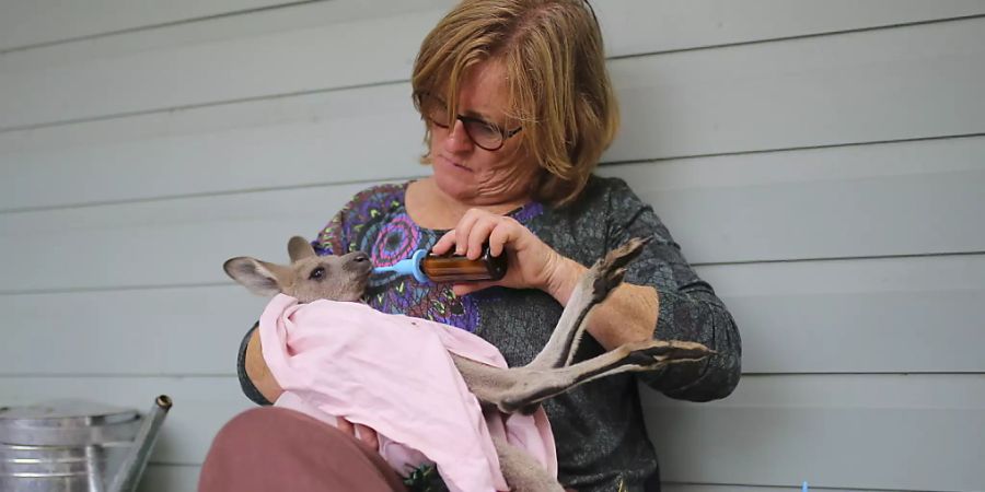 Den Flammen entronnen: Eine Helferin päppelt südlich von Sydney ein junges Graues Känguru mit einem Schoppen auf.