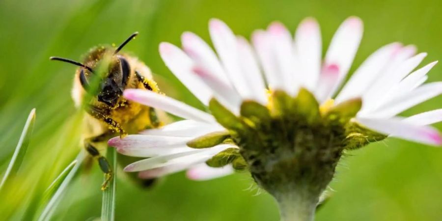 Vorfrühling: Eine Biene sitzt im Sonnenschein auf dem Lohrberg in Frankfurt am Main. Foto: Frank Rumpenhorst/dpa