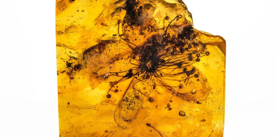 Fossile Blüte von Symplocos kowalewskii (Symplocaceae) aus baltischem Bernstein. Es handle sich mit knapp drei Zentimetern Grösse um die grösste je in Bernstein entdeckte Blüte, berichten Eva-Maria Sadowski vom Museum für Naturkunde Berlin und Christa-Charlotte Hofmann von der Universität Wien im Fachblatt «Scientific Reports».