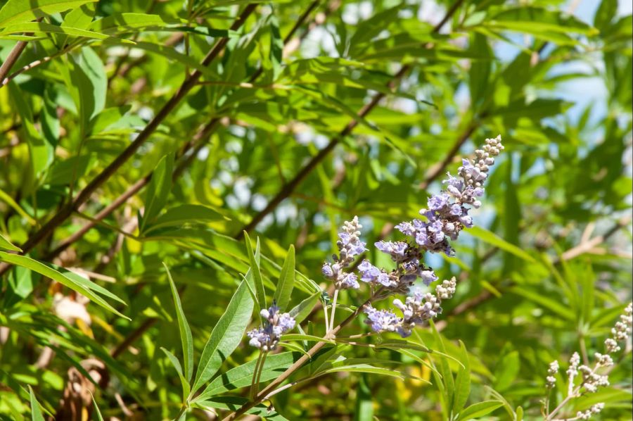 Agnus castus