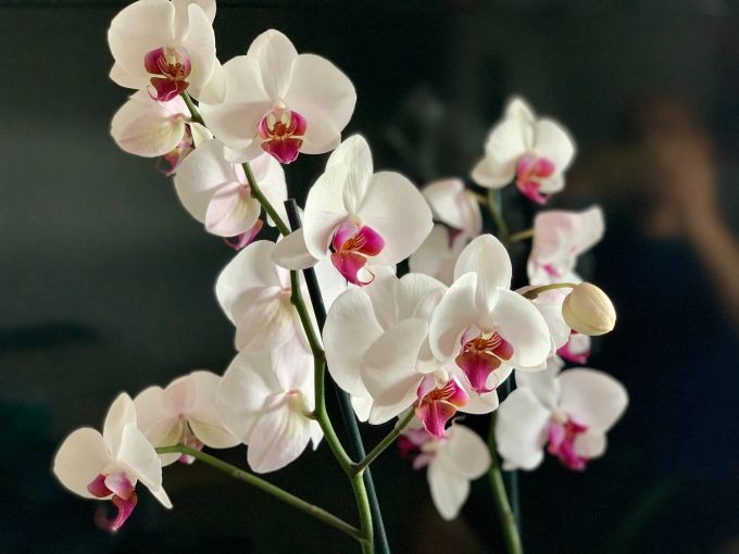 Orchideen ziehen, als Zimmerpflanzen, in der Heizperiode Wollläuse an. Orchidee weiss Zimmerpflanze exotisch