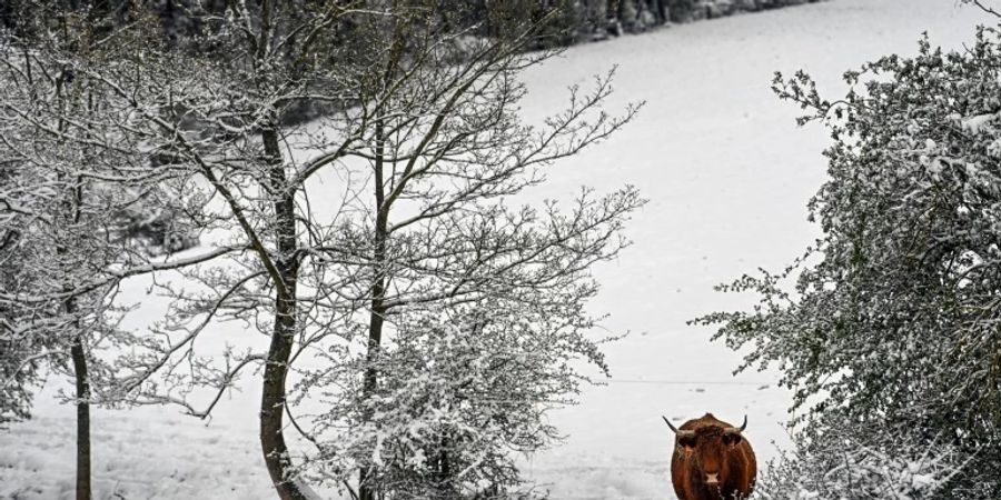 BGH entscheidet über Rückkauf von Grundstück