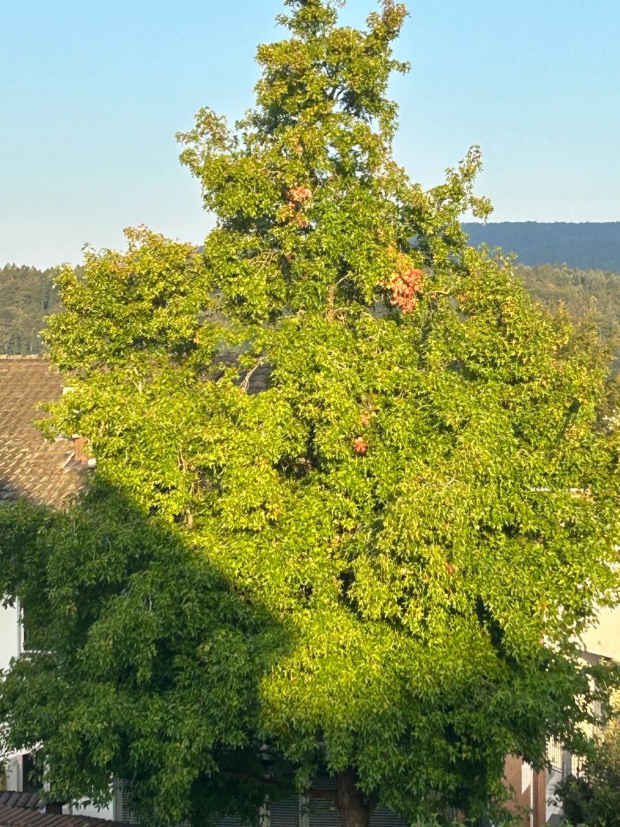 So sieht der Baum in Urdorf ZH aus der Totale aus.