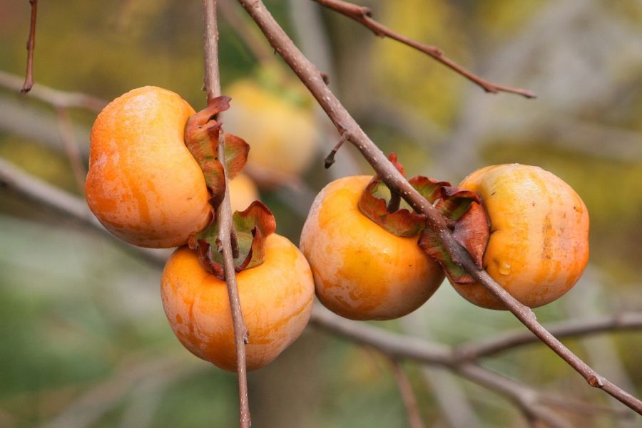 Kaki, Frucht, Obst