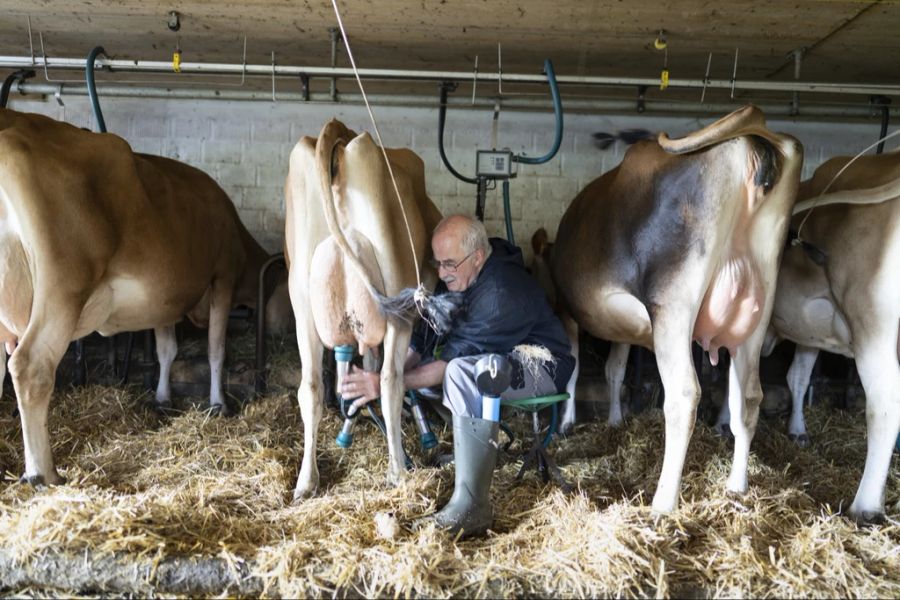 Milchbauer beim melken