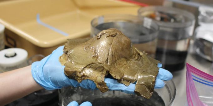 Die Forscher bargen das mysteriöse goldene Ei aus der Tiefsee in Alaska. ei alaska mysteriöses Gebilde
