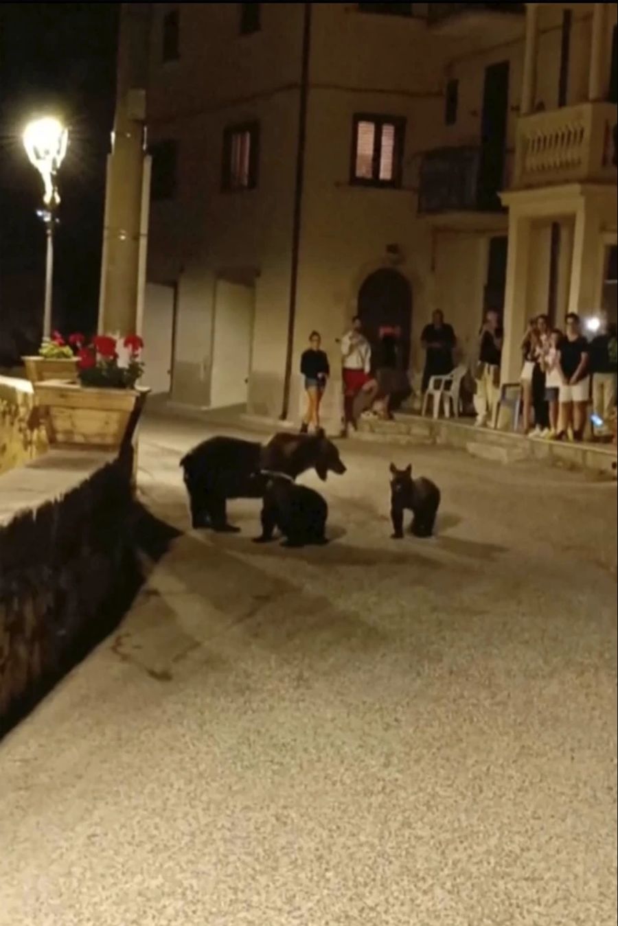 bär italien tot nachwuchs