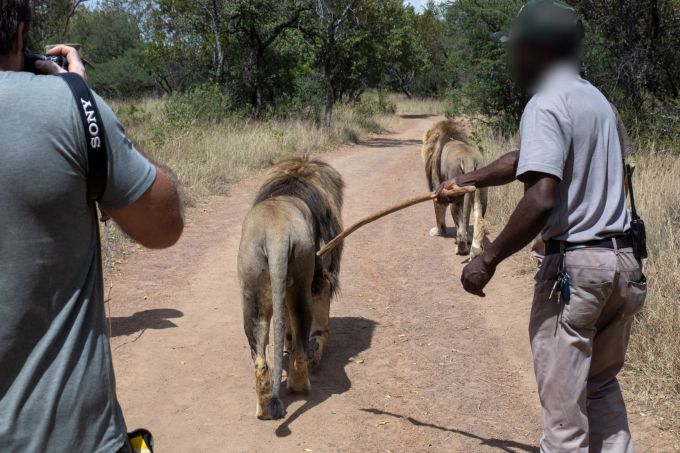 Südafrika 2023: Untersuchung in Südafrika für den VIER PFOTEN Raubtierparkbericht. Zwei Löwen werden zum Spaziergang mit Touristen benutzt. Vier Pfoten
