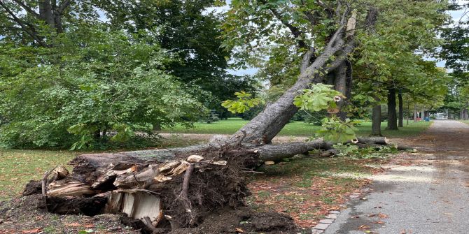 Baumschäden im Kannenfeldpark.