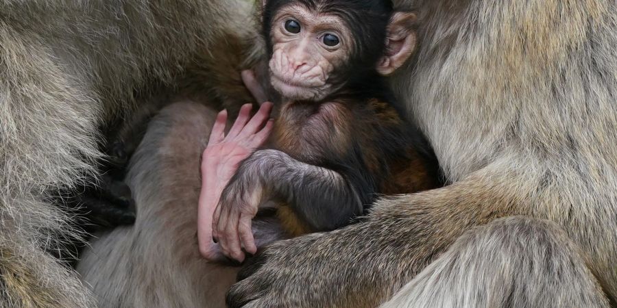 Makaken-Nachwuchs in einem britischen Zoo. Videos von Makaken, die wie Menschenkinder dargestellt werden, sorgen bei Facebook, Instagram, TikTok und YouTube für viele Likes - doch für die Tiere ist das oft eine Tortur.