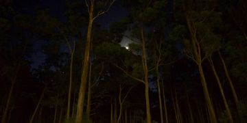 Wald