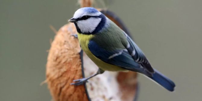 Blaumeise an Kokusnusshälfte mit Vogelfutter