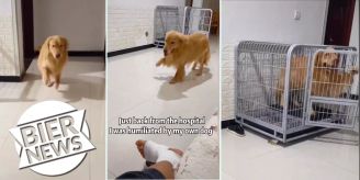 Er hinkt - Besitzer wird nach Spitalaufenthalt von Hund imitiert!