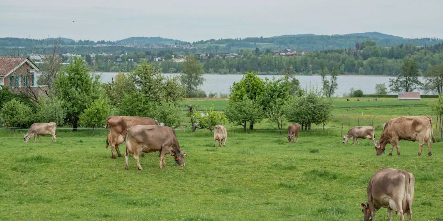 Blick Richtung Greifensee von Maur.