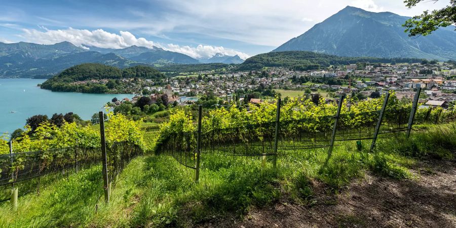 Blick über die Spiezer Rebberge auf die Gemeinde Spiez am Thunersee.
