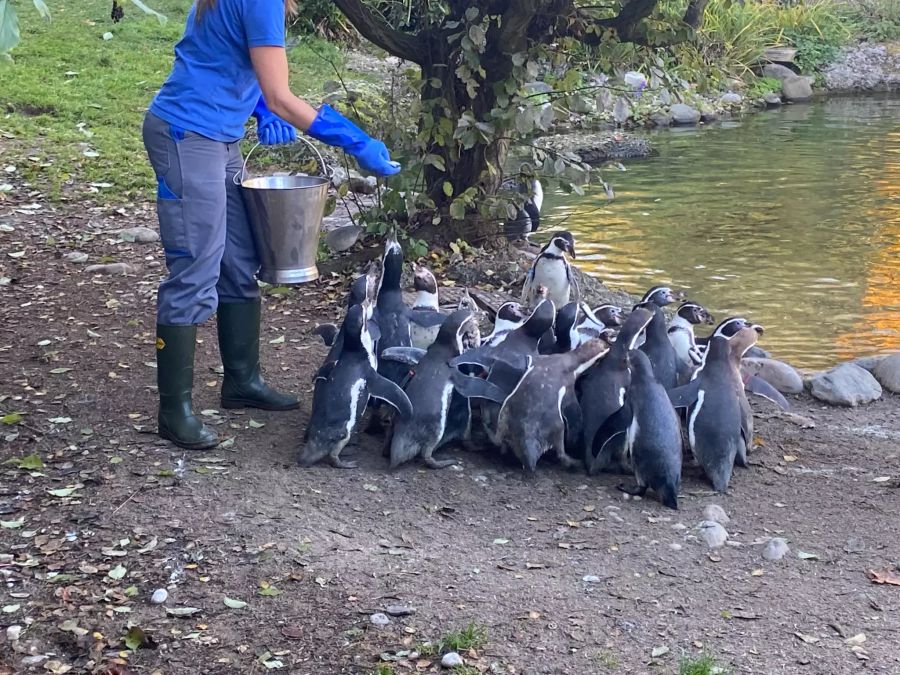 Die anderen Pinguine lassen sich von den vielen neugierigen Gesichtern nicht beirren.