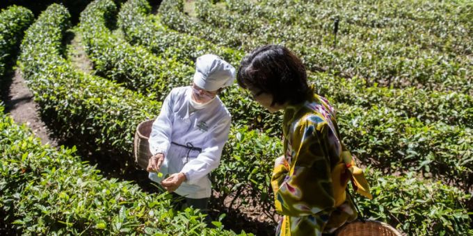 Grüntee-Ernte am Monte Verità bei Ascona. Eine ETH-Studie hat ergeben, dass Grüntee gerade umgekehrt wirkt, als angenommen: Die darin enthaltenen Katechine wirken als Pro-, nicht Anti-Oxidantien. Aber auch das ist gesund, denn es stärkt die körpereigene Abwehr gegen Sauerstoffradikale (Symbolbild). Grüntee-Ernte am Monte Verità bei Ascona. Eine ETH-Studie hat ergeben, dass Grüntee gerade umgekehrt wirkt, als angenommen: Die darin enthaltenen Katechine wirken als Pro-, nicht Anti-Oxidantien. Aber auch das ist gesund, denn es stärkt die körpereigene Abwehr gegen Sauerstoffradikale (Symbolbild).