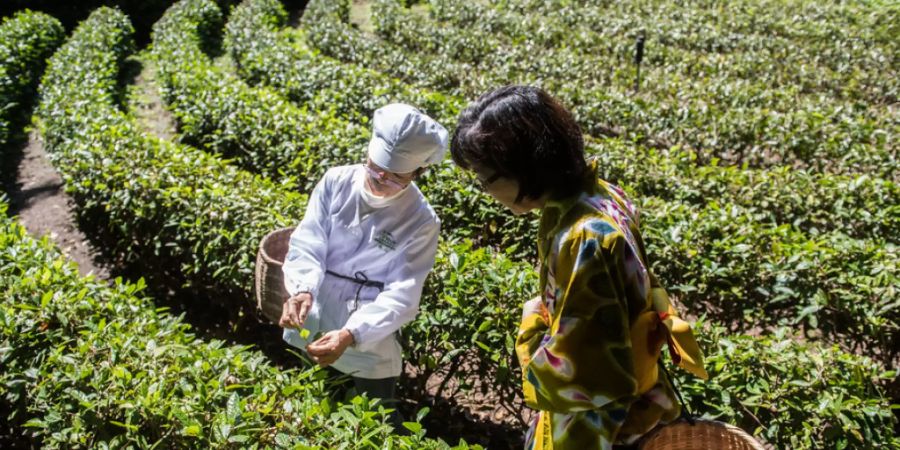 Grüntee-Ernte am Monte Verità bei Ascona. Eine ETH-Studie hat ergeben, dass Grüntee gerade umgekehrt wirkt, als angenommen: Die darin enthaltenen Katechine wirken als Pro-, nicht Anti-Oxidantien. Aber auch das ist gesund, denn es stärkt die körpereigene Abwehr gegen Sauerstoffradikale (Symbolbild).