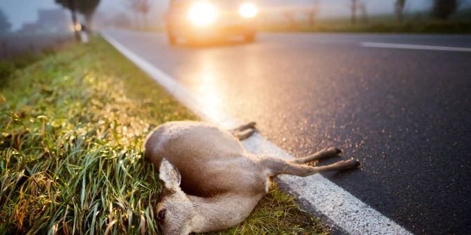 Der Versicherer Axa Winterthur schätzt den Sachschaden bei Kollisionen zwischen Fahrzeugen und Wildtieren jährlich schweizweit auf rund 50 Millionen Franken. Mehrere tausend Tiere im Jahr werden in den Unfällen verletzt. (Archivbild) Wildunfall