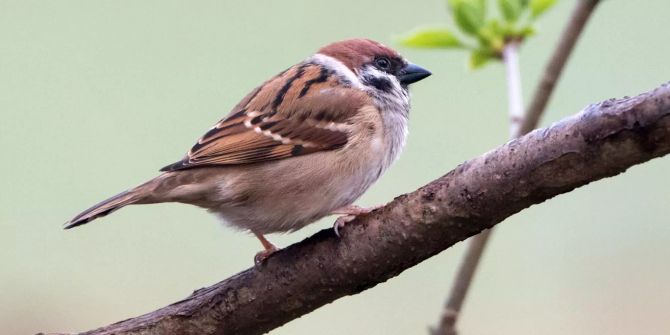 Vogel auf Ast