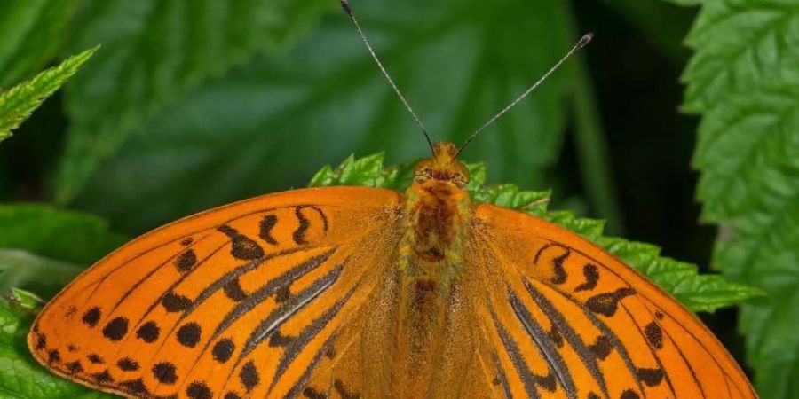 Ein orangener Falter sitzt auf einem Blatt. Der Kaisermantel ist der Schmetterling des Jahres 2022. Foto: T. Laussmann/dpa