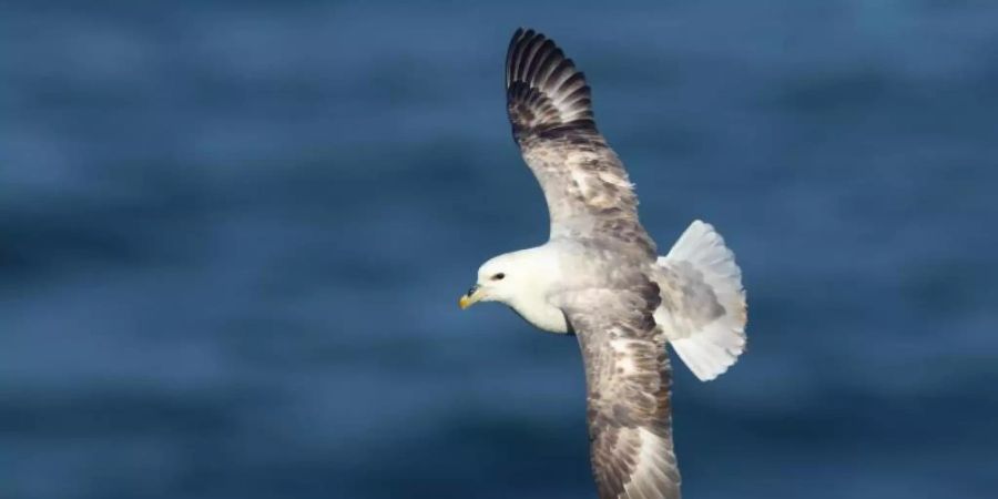 Der Eissturmvogel wurde zum «Seevogel des Jahres 2022» gekürt. Foto: Thorsten Runge/Verein Jordsand zum Schutz der Seevögel und der Natur/dpa
