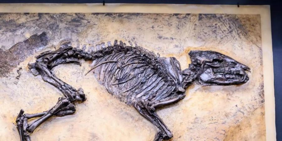 Das vollständig erhaltene Skelett des Urpferdes wurde im Jahr 2015 entdeckt. Foto: Andreas Arnold/dpa