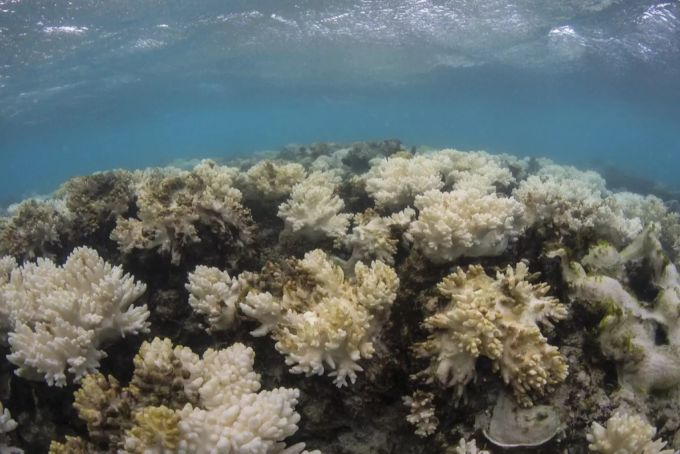 Das Great Barrier Reef verliert durch die Klimaerwärmung seine Farbe und stirbt ab. Great Barrier Reef