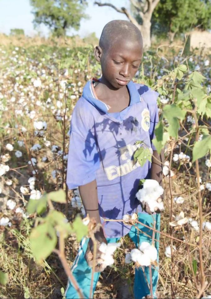 Pro Jahr werden 600'000 Tonnen Rohbaumwolle in Burkina Faso produziert. Die Ernte kann gefährlich sein, besonders für Kinder. Burkina Faso Baumwolle